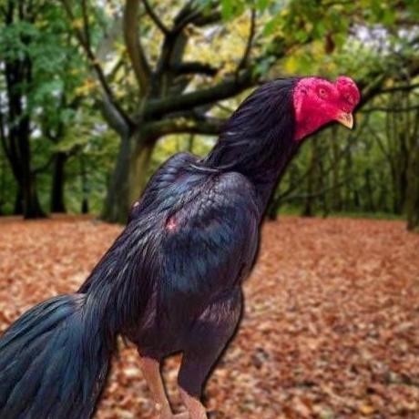 

TELUR AYAM PAKHOY LINE MANE VERTIL SIAP DI TETASKAN JAMINAN SUPER OIGINAL BERGARANSI