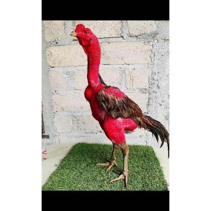 

TELUR TETAS VERTIL AYAM GANOI VIETNAM PILILHAN SUPER