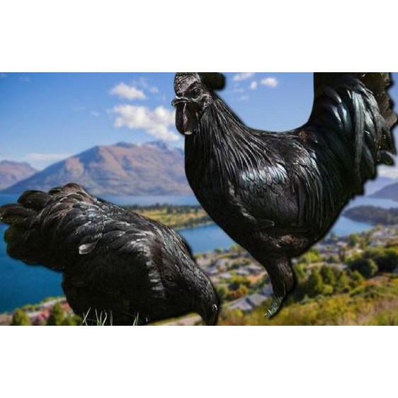 

TELUR AYAM CEMANI LIDAH HITAM (ASLI) BISA UNTUK DI TETASKAN VERTIL