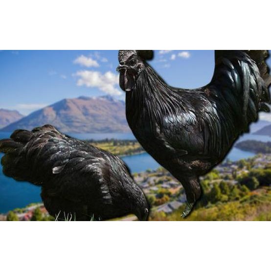 

TELUR AYAM CEMANI LIDAH HITAM (ASLI) BISA UNTUK DI TETASKAN VERTIL