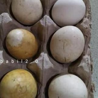 

TELUR TETAS BELIBIS VERTIL