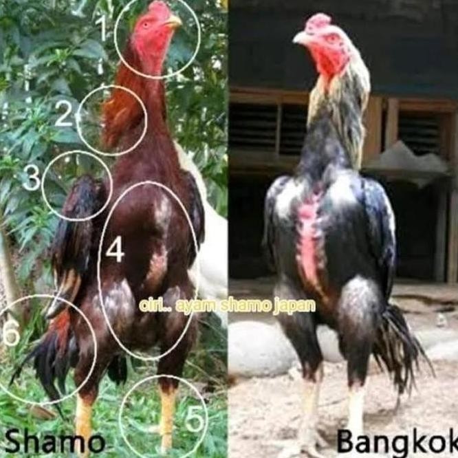 

TELUR VERTIL AYAM SHAMO JAPAN ORINAL