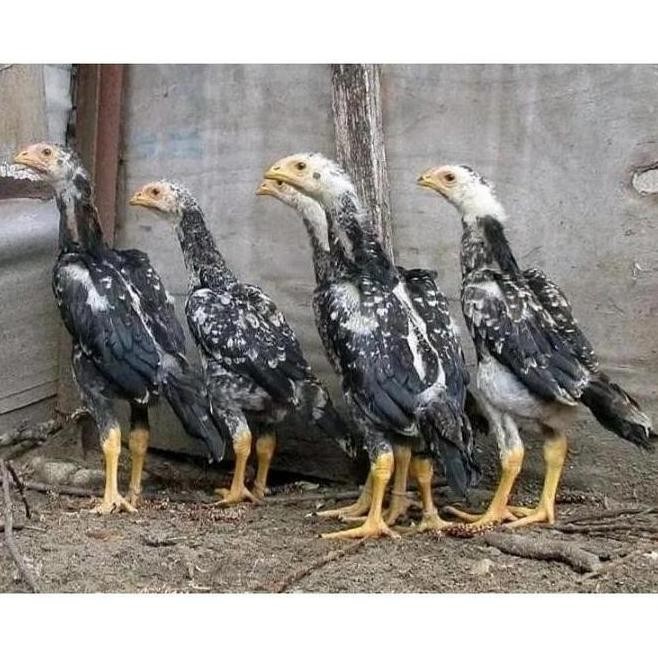 

TELUR VERTIL AYAM SHAMO JAPAN