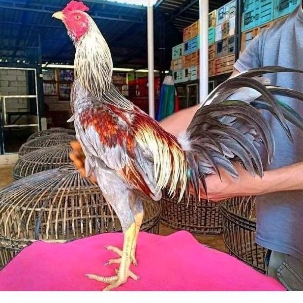 

TELUR AYAM PAMA NINJA IQ F1/TELUR VERTIL PETARUNG