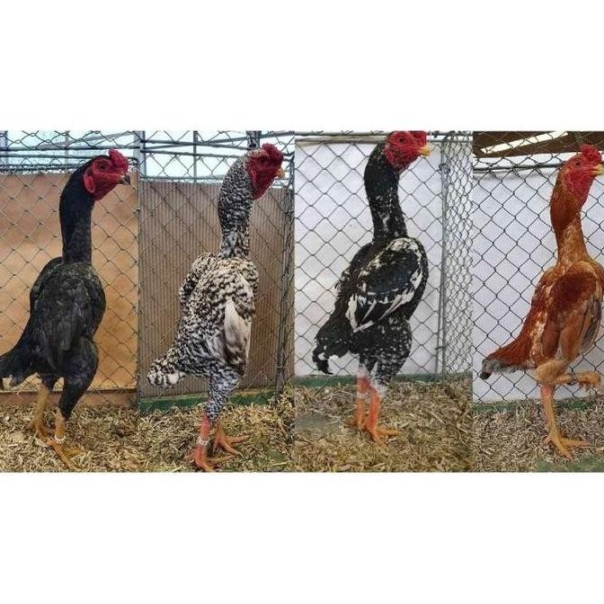 

TELUR VERTIL AYAM SHAMO JAPAN ORIGINAL