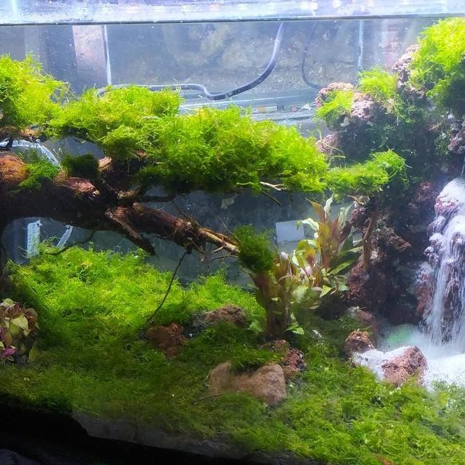Aquarium Aquascape Waterfall Fullset Murah 60Cm/Aquascape Fullset