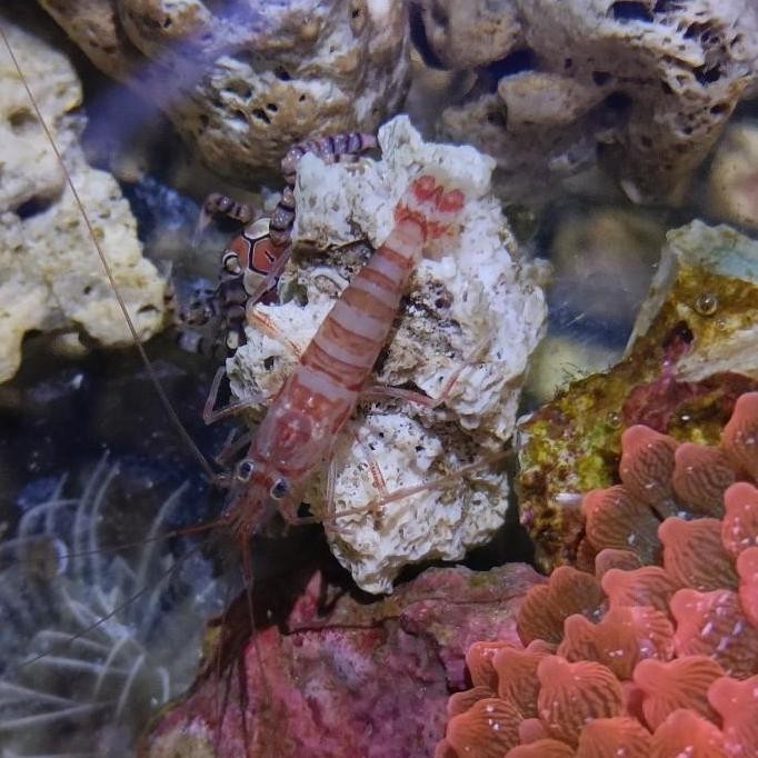 

Udang Peppermint Shrimp Udang Pemakann Aiptasia Killerr Aquarium Lautt