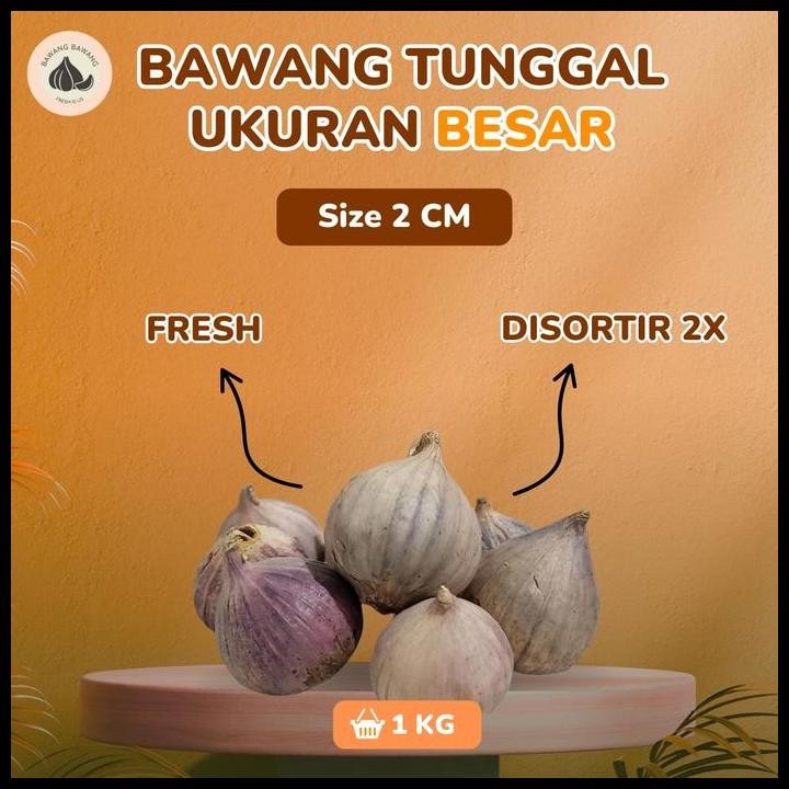 

Terlaris Bawang Putih Tunggal Lanang Besar 2 Cm 1 Kg Good Quality