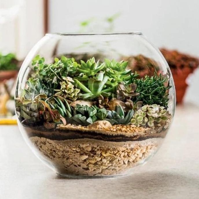 Kaca Terrarium | Bowl Terrarium | Aquarium Bowl | Bowl Only