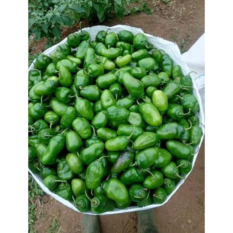 

Menarik Cabe Gendot Segar 1Kg - Fresh Langsung Dari Kebun