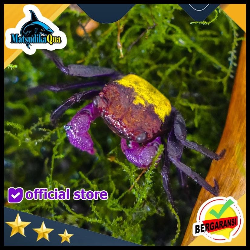 

KEPITING HIAS VAMPIRE CRAB CARNAVAL YELLOW PALUDARIUM TERARIUM VIVARIUM