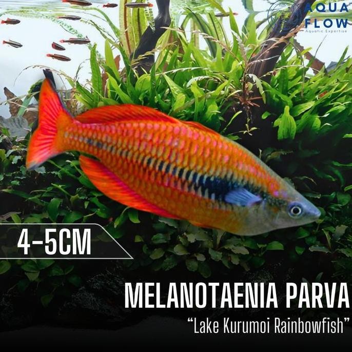 Terlaris Ikan Rainbow Melanotaenia Parva "Lake Kurumoi" 4-5Cm / Ikan Hias / Rainbowfish / Aquascape