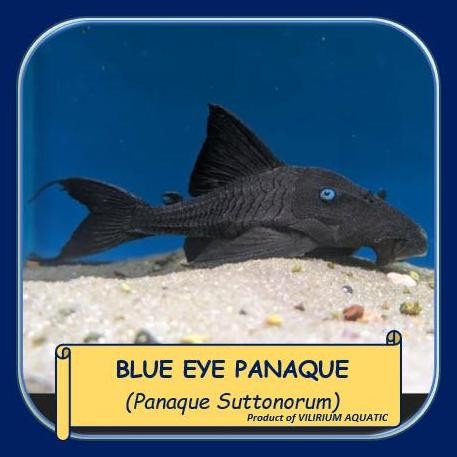 Terlaris Ikan Hias Air Tawar - Pleco Blue Eye / Pleco Blue Eyed / Pleco Venezuelan Blue Eye Panaque 