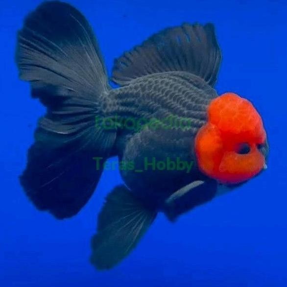 Terlaris Ikan Hias - Mas Koki Oranda Tancho (Stok Terbatas) Size (L)