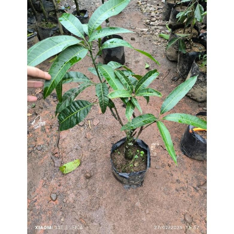 BIBIT MANGGA KOMBINASI 3IN1 YUWEN6+RED IVORY+GAJAH(1POHON 3JENIS)