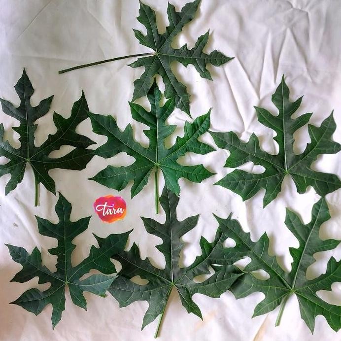 

ready !!! Paket Daun Ecoprint/Ecopounding/Ecostamp/ Ecosteam 120 Pcs isi campur