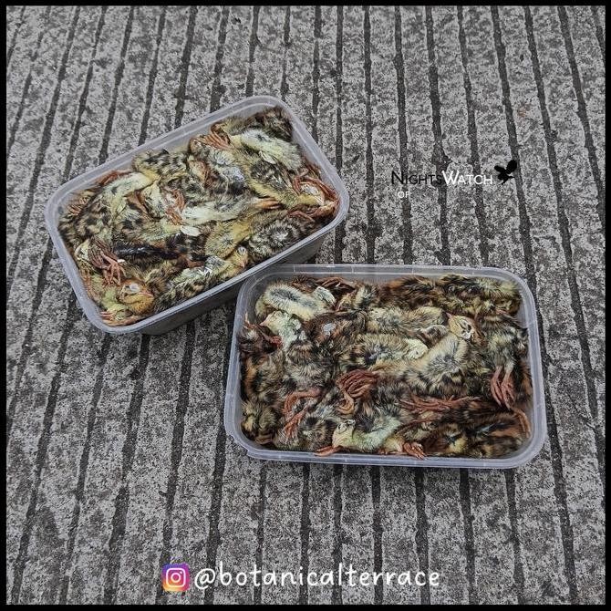 

FROZEN - DOQ / DAY OLD QUAIL / PUYUH