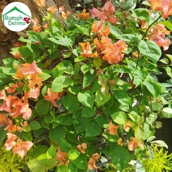 baru Tanaman Bougenville rimbun/ Bougenville bunga tumpuk pink