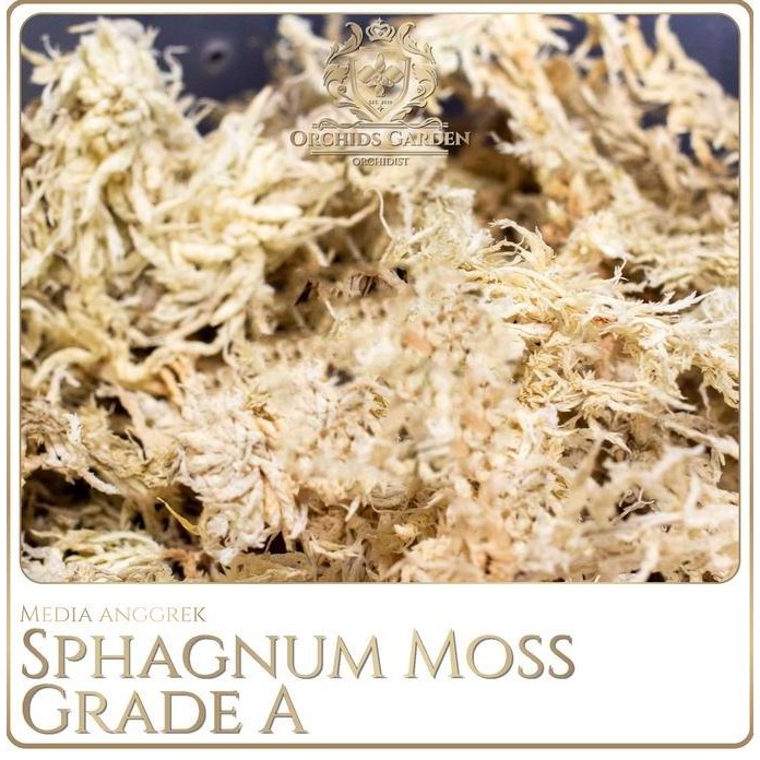 baru Sphagnum Moss GRADE A IMPORT Media Tanam Anggrek Spagnum Mos Spaghnum