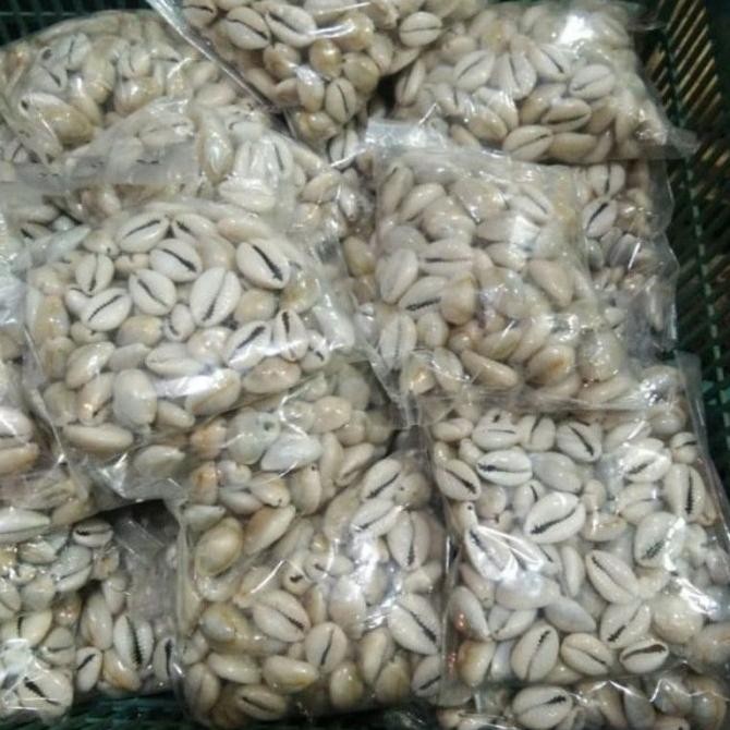 

BIJI CONGKLAK KERANG ASLI KERANG KUWUK ISI 100 BIJI