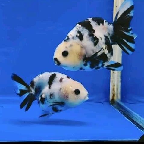 Ikan Koki Ranchu Sapi 10Cm Hiasan Aquarium Aquascape