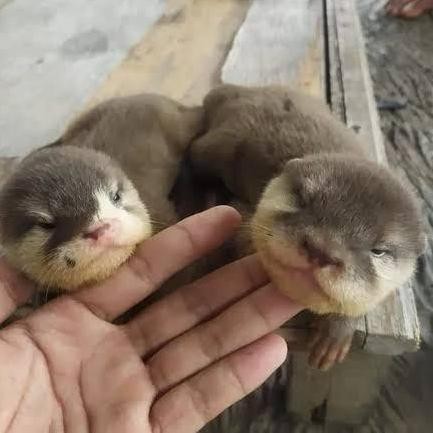 Baby Otter Melek Jumboan Bonus Dot