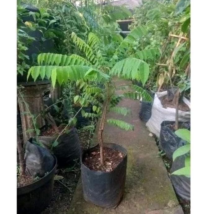 fresh POHON BELIMBING WULUH / BELIMBING SAYUR BUAH murah