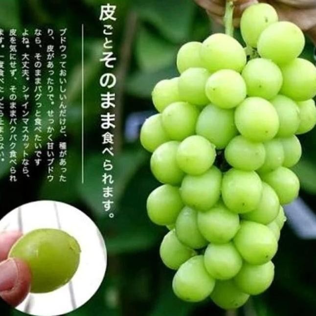 

fresh Bibit Anggur import shine muscat japan murah