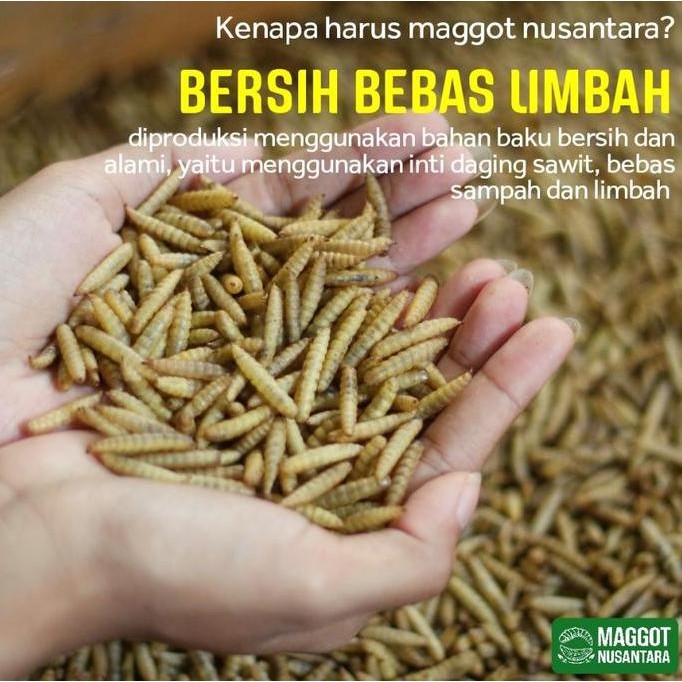 fresh Maggot BSF tidak pakai sampah, BERSIH (1kg) - MAGGOT NUSANTARA murah