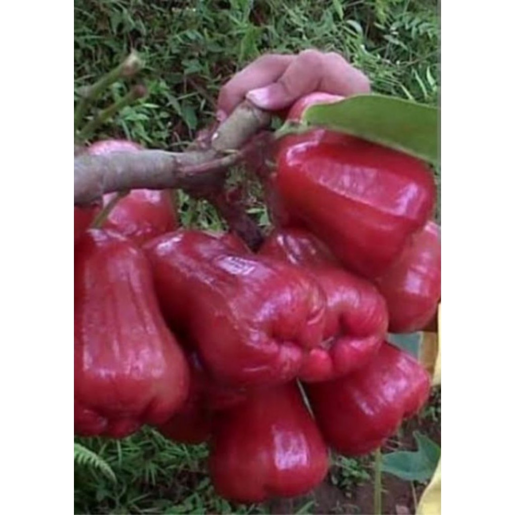 

Jambu Air Citra