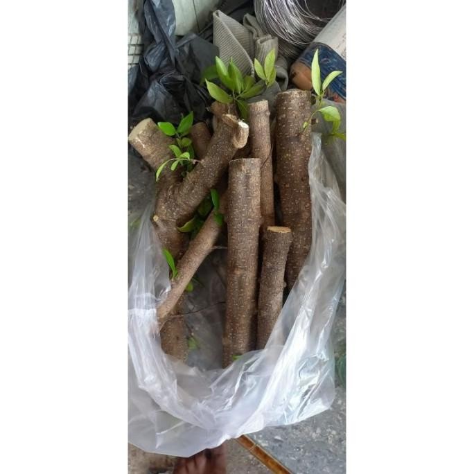 [Expert] ANTING PUTRI bibit bonsai anting putri fresh cuting bonsai anting putri batang putih bibit 