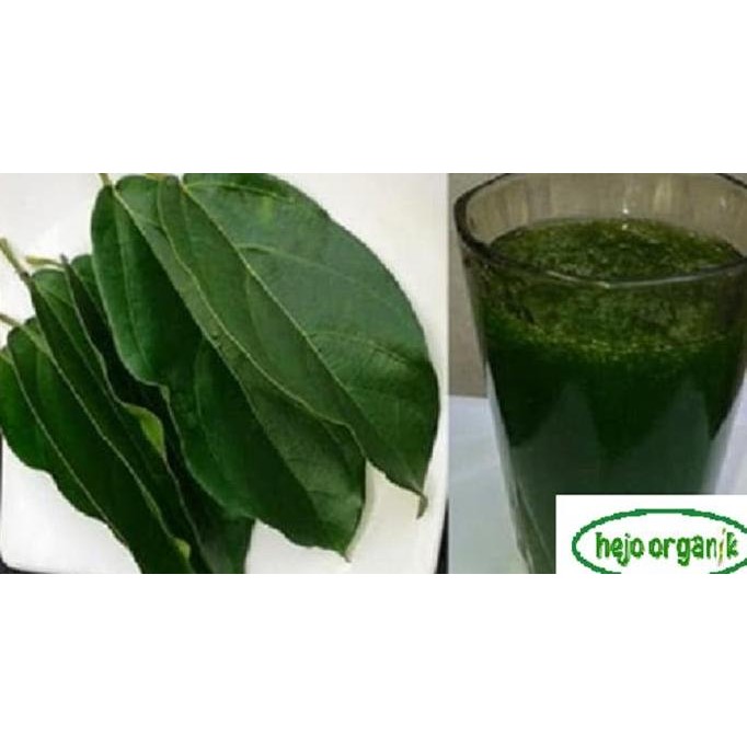 

DAUN CINCAU HIJAU FRESH SAYUR ORGANIK SEGAR BANDUNG BEBAS PESTISIDA