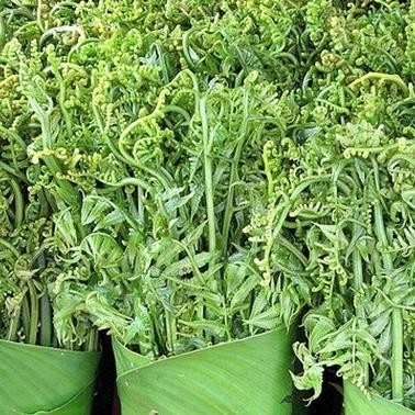 

DAUN PAKIS SEGAR - SAYUR [1 Ikat]
