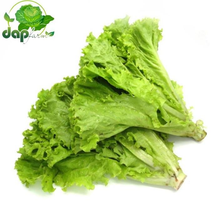 

Selada Keriting Fresh / DAP Farm / Sayur Segar Jakarta
