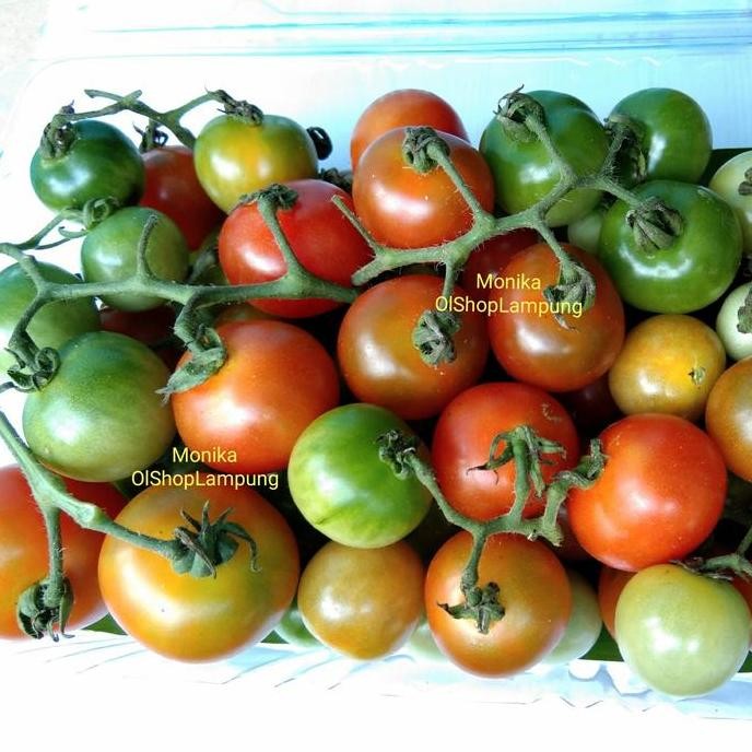 

buah - sayur segar Lampung, tomat rampai 500gr