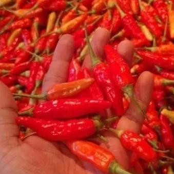 

cabe rawit merah fresh