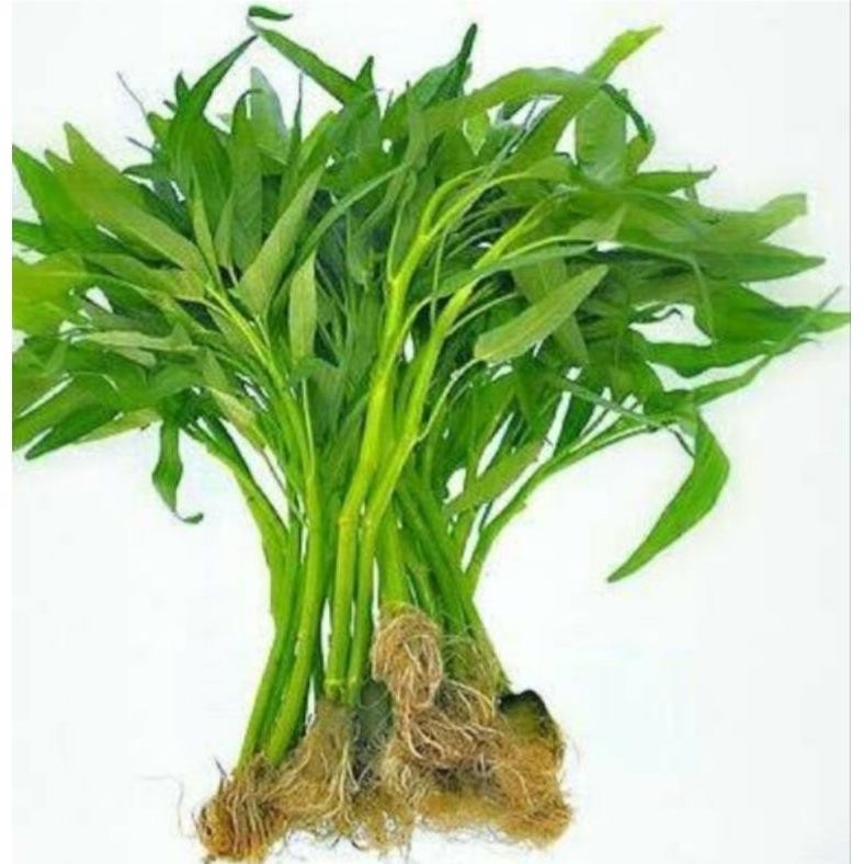 

kangkung 1ikat berat 200gr 1kg isi 4-5 ikat