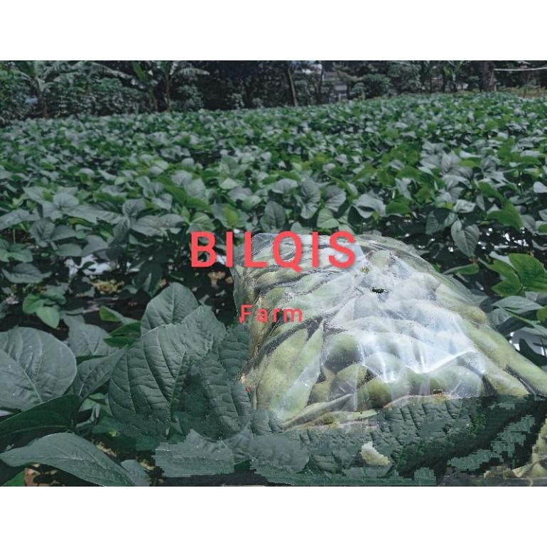 

Edamame Fresh Puncak Bogor 1kg