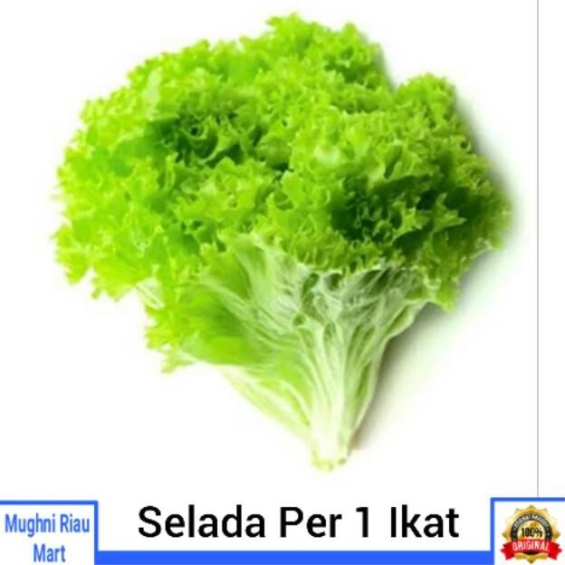 

Selada Sayur Per 1 Ikat