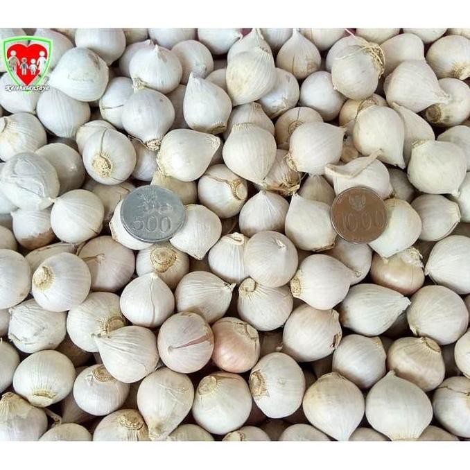 

Bawang Putih Tunggal / Lanang 1 Kg Super Besar Import