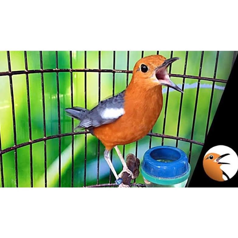 Burung Anis Merah Rawatan Jantan