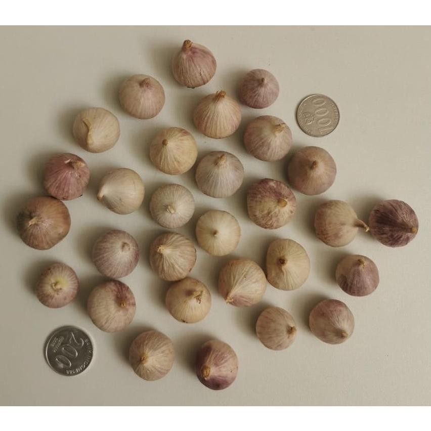 

Bawang Putih Tunggal MENTAH Bawang Lanang 1000gr