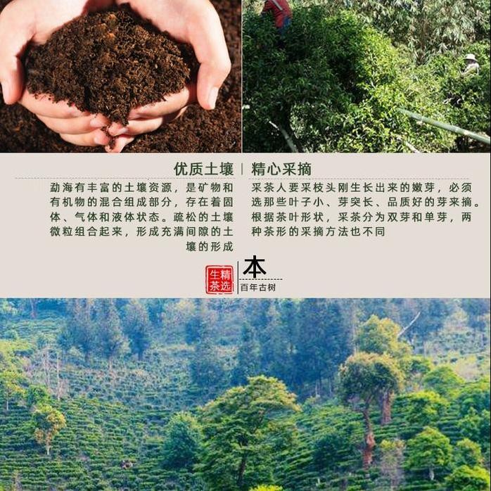 

Puerh Raw Tea High Quality Yunnan Kunming Guyi 357 Gr Maison Auratea