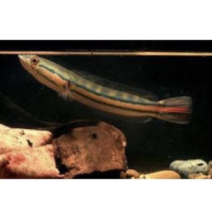 baru toman 20cm gabus