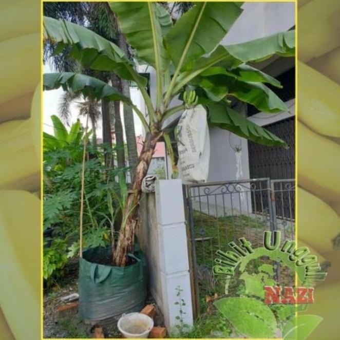 BIBIT PISANG CAVENDISH UNGGUL BISA TABULAMPOT ATV