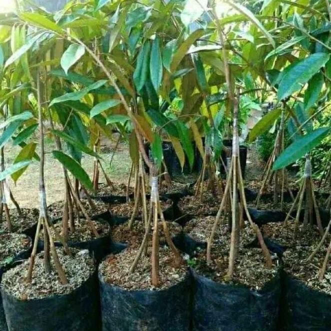 Bibit tanaman buah durian musang king kaki 5 ATZ