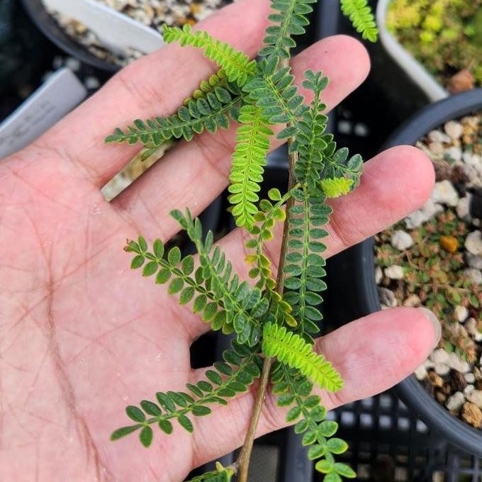 

Murah Biji Operculicarya Hypaenoides Seeds