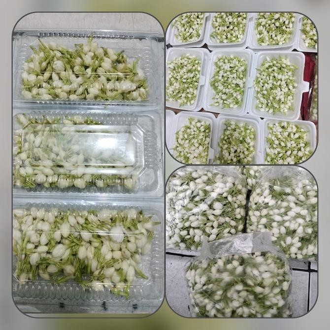 

ready Kembang Melati 250 gram, 100 gram, 30 gram Asli segar dan fresh