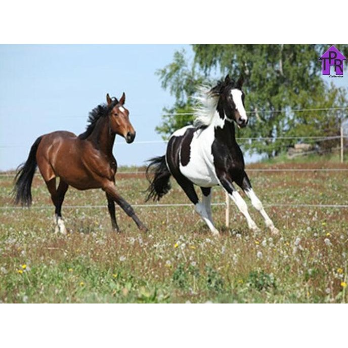 

ready DIY - Set Melukis / paint by number kit - ANIMAL 40x50cm. part-5