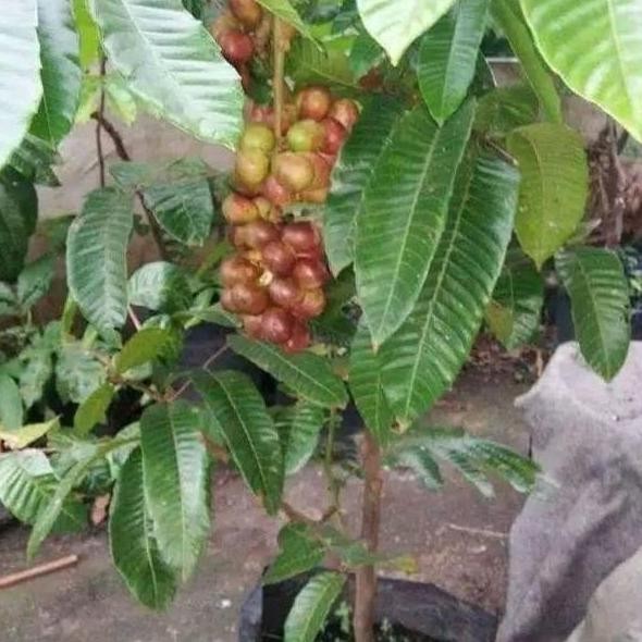 BIBIT TANAMAN BUAH MATOA SUPER MANIS / Cepat berbuah stek ATZ